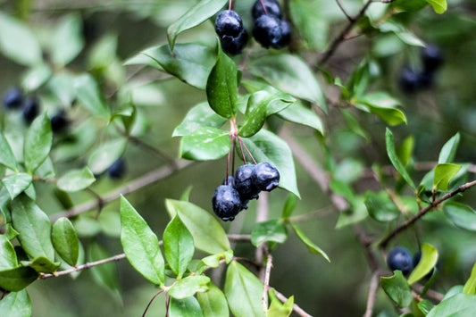 ALZ Agro: Using Kemio™ To Monitor Disinfection In Produce Wash Water
